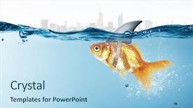  Presentation with goldfish - Audience pleasing slide set consisting of scared goldfish - gold fish with shark flip backdrop and a  colored foreground