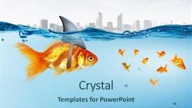  Presentation with shark - Slide set with scared goldfish - gold fish with shark flip background and a light blue colored foreground