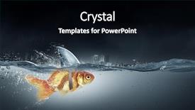  Presentation with goldfish - PPT layouts featuring scared goldfish - gold fish with shark flip background and a black colored foreground