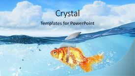  Presentation with goldfish - Cool new PPT theme with scared goldfish - gold fish with shark flip backdrop and a light blue colored foreground