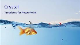  Presentation with shark - Theme enhanced with scared goldfish - gold fish with shark flip background and a sky blue colored foreground