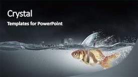  Presentation with shark - Theme featuring scared goldfish - gold fish with shark flip background and a black colored foreground