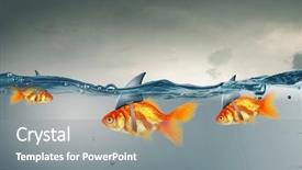  Presentation with goldfish - Audience pleasing presentation consisting of scared goldfish - gold fish with shark flip backdrop and a gray colored foreground