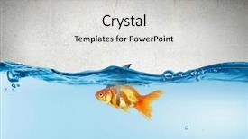  Presentation with goldfish - Audience pleasing PPT layouts consisting of scared goldfish - gold fish with shark flip backdrop and a light gray colored foreground