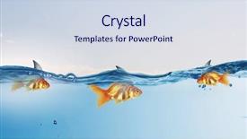  Presentation with shark - Slide deck featuring scared goldfish - gold fish with shark flip background and a sky blue colored foreground