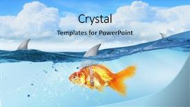  Presentation with shark - Beautiful slide set featuring scared goldfish - gold fish with shark flip backdrop and a light blue colored foreground