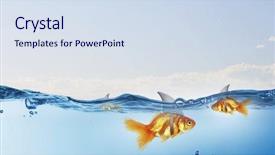  Presentation with shark - Cool new PPT layouts with scared goldfish - gold fish with shark flip backdrop and a sky blue colored foreground