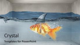  Presentation with shark - Audience pleasing PPT theme consisting of scared goldfish - gold fish with shark flip backdrop and a light gray colored foreground