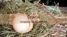  Presentation with new born chick - Colorful PPT theme enhanced with scared little newly hatched chick backdrop and a coral colored foreground