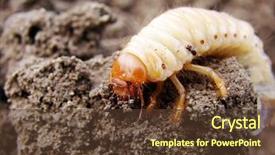  Presentation with dirt - Presentation theme having scarey - isolated dirt grub don't even background and a tawny brown colored foreground