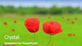  Presentation with poppies - Slide set consisting of scarlet - field of poppies background and a shamrock green colored foreground