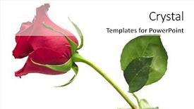  Presentation with green foliage - Presentation theme with scarlet flowering rose background and a white colored foreground