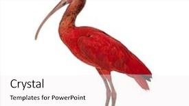  Presentation with scarlet letter - Cool new presentation theme with scarlet ibis - eudocimus ruber backdrop and a white colored foreground