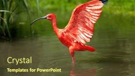  Presentation with pond - Presentation enhanced with scarlet-ibis-bird-stretching background and a  colored foreground