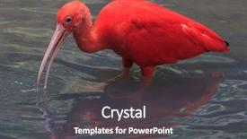  Presentation with water birt - PPT theme with scarlet ibis bird wading bird background and a dark gray colored foreground