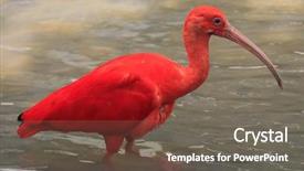  Presentation with water birt - Amazing PPT layouts having scarlet ibis bird wading bird backdrop and a gray colored foreground