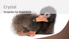  Presentation with chick and milk - Amazing presentation theme having scarlet-ibis-chick-eudocimus-ruber backdrop and a white colored foreground