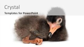  Presentation with chick - PPT theme consisting of scarlet-ibis-chick-eudocimus-ruber background and a white colored foreground
