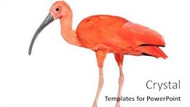  Presentation with scarlet letter - PPT theme consisting of scarlet-ibis-eudocimus-ruber-isolated background and a white colored foreground