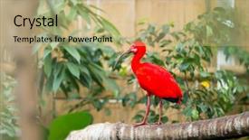  Presentation with branch - PPT theme enhanced with scarlet ibis eudocimus ruber standing background and a coral colored foreground
