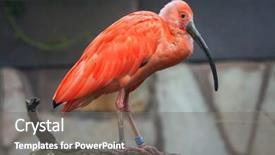 Presentation with wildlife - Colorful PPT theme enhanced with scarlet ibis eudocimus ruber wildlife backdrop and a gray colored foreground
