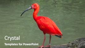  Presentation with wildlife - Slides featuring scarlet ibis eudocimus ruber wildlife background and a gray colored foreground