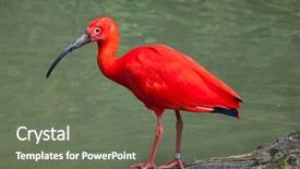  Presentation with do not disturb wildlife - Presentation having scarlet ibis eudocimus ruber wildlife background and a gray colored foreground