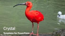  Presentation with do not disturb wildlife - Colorful PPT layouts enhanced with scarlet ibis eudocimus ruber wildlife backdrop and a gray colored foreground