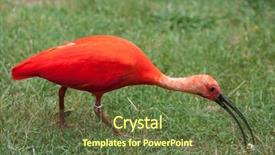  Presentation with wildlife - PPT theme having scarlet ibis eudocimus ruber wildlife background and a tawny brown colored foreground
