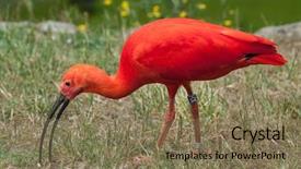  Presentation with wildlife - Audience pleasing theme consisting of scarlet ibis eudocimus ruber wildlife backdrop and a violet colored foreground