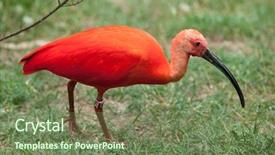  Presentation with save wildlife - Cool new PPT theme with scarlet ibis eudocimus ruber wildlife backdrop and a violet colored foreground