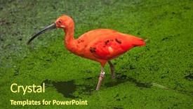  Presentation with safari park beautiful wildlife animal - Beautiful PPT theme featuring scarlet ibis eudocimus ruber wildlife backdrop and a tawny brown colored foreground