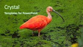  Presentation with wildlife - Slide deck enhanced with scarlet ibis eudocimus ruber wildlife background and a tawny brown colored foreground