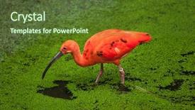  Presentation with wildlife conservation - Beautiful theme featuring scarlet ibis eudocimus ruber wildlife backdrop and a tawny brown colored foreground