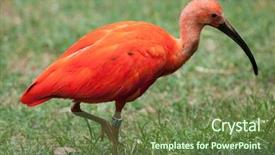  Presentation with save wildlife - Audience pleasing presentation design consisting of scarlet ibis eudocimus ruber wildlife backdrop and a tawny brown colored foreground