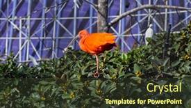  Presentation with branch - Presentation theme enhanced with scarlet-ibis-on-a-tree background and a  colored foreground