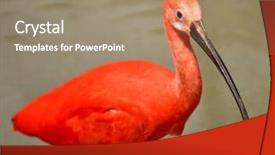  Presentation with cedar bath - Slides with scarlet ibis taking a bath background and a coral colored foreground