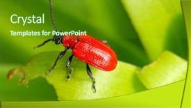  Presentation with lily - Presentation enhanced with scarlet lily beetle lilioceris lilii background and a tawny brown colored foreground