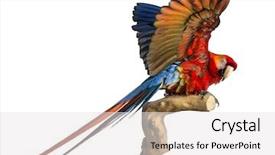  Presentation with flapping - PPT theme with scarlet macaw 4 years old background and a white colored foreground