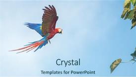  Presentation with green blur floral - Slide set consisting of scarlet macaw ara macao flying background and a sky blue colored foreground