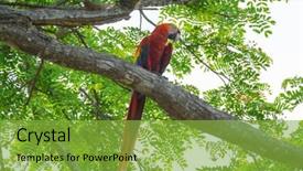 Presentation with branch - Colorful theme enhanced with scarlet macaw ara macao sitting backdrop and a seafoam green colored foreground