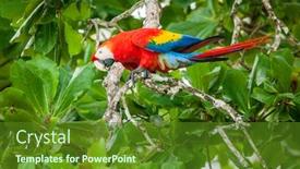  Presentation with costa rica - Theme enhanced with scarlet-macaw-parrot background and a tawny brown colored foreground