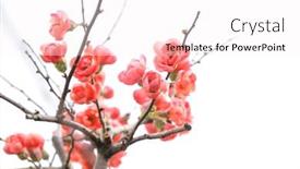  Presentation with flower - Audience pleasing presentation theme consisting of scarlet-malus-spectabilis-flower backdrop and a white colored foreground