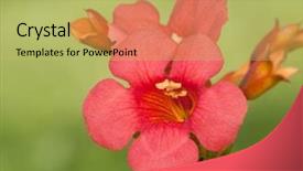  Presentation with trumpet - Audience pleasing presentation design consisting of scarlet red trumpet creeper bloom backdrop and a yellow colored foreground