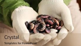  Presentation with runner - Slides consisting of scarlet runner beans in hands background and a coral colored foreground