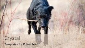  Presentation with scary - Colorful presentation design enhanced with scary-devil-like-black-dog backdrop and a lemonade colored foreground