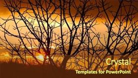  Presentation with scary forest - Audience pleasing theme consisting of scary forest - bare branches at sunset backdrop and a tawny brown colored foreground