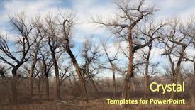  Presentation with scary forest - Audience pleasing theme consisting of scary forest - dead tree landscape in late backdrop and a tawny brown colored foreground