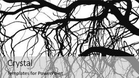  Presentation with white birch tree - Presentation with scary forest - tree silhouettes branches isolated background and a light gray colored foreground