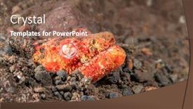  Presentation with swim - Slide set with scary-orange-crocodile-snake-eel background and a tawny brown colored foreground